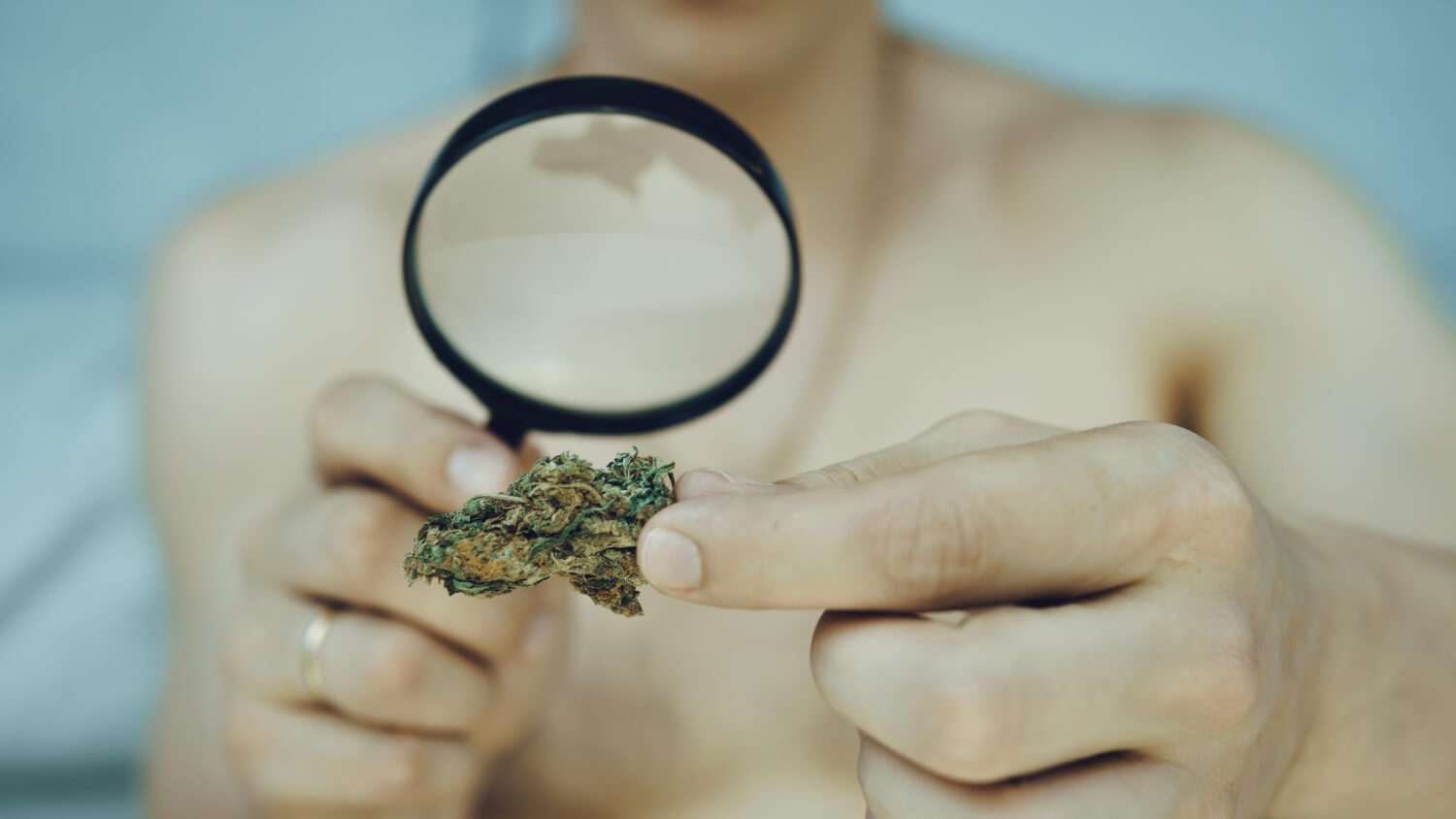 Flor de cannabis rica en terpenos observada con lupa