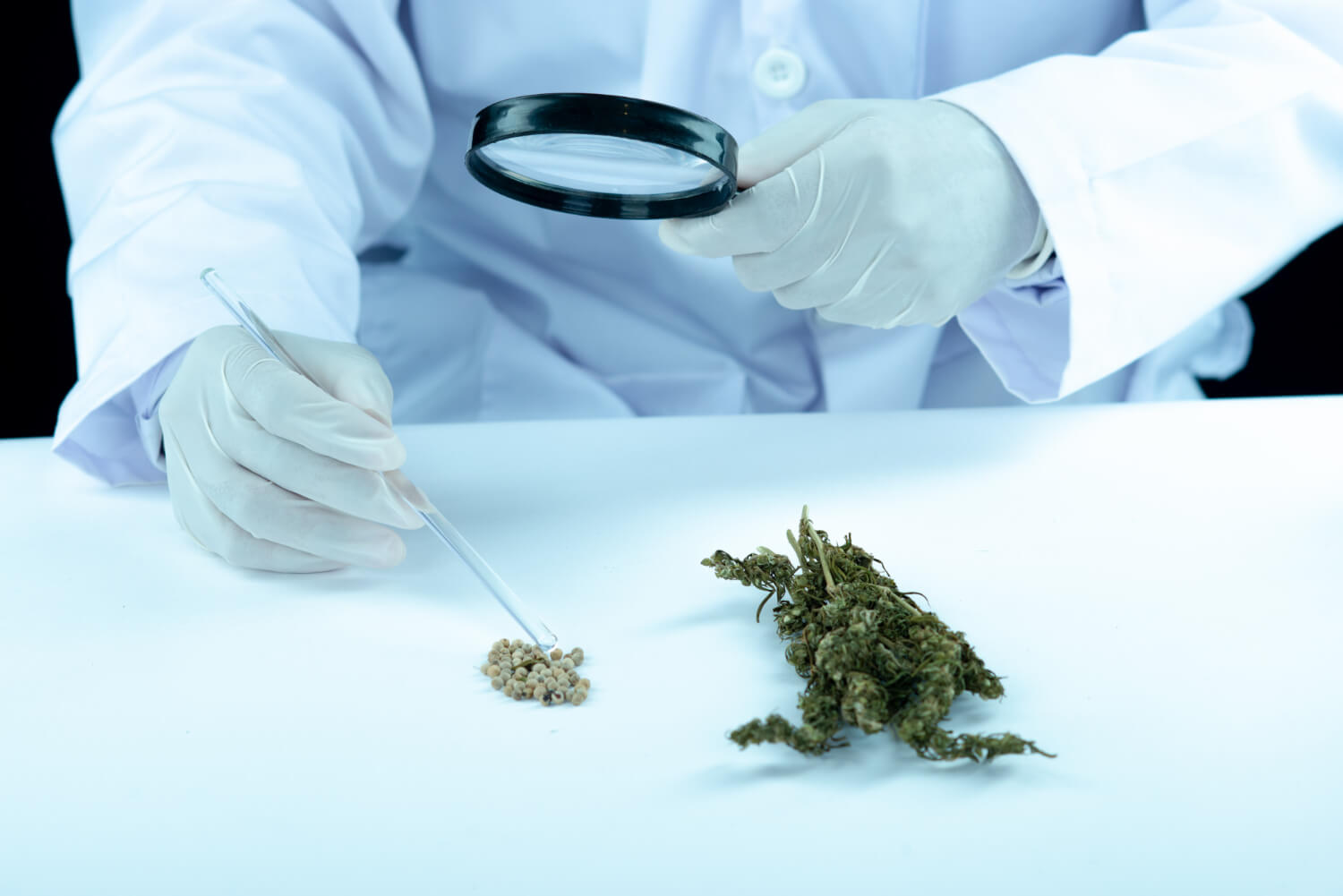 Análisis de terpenos en flores de cannabis CBD en laboratorio